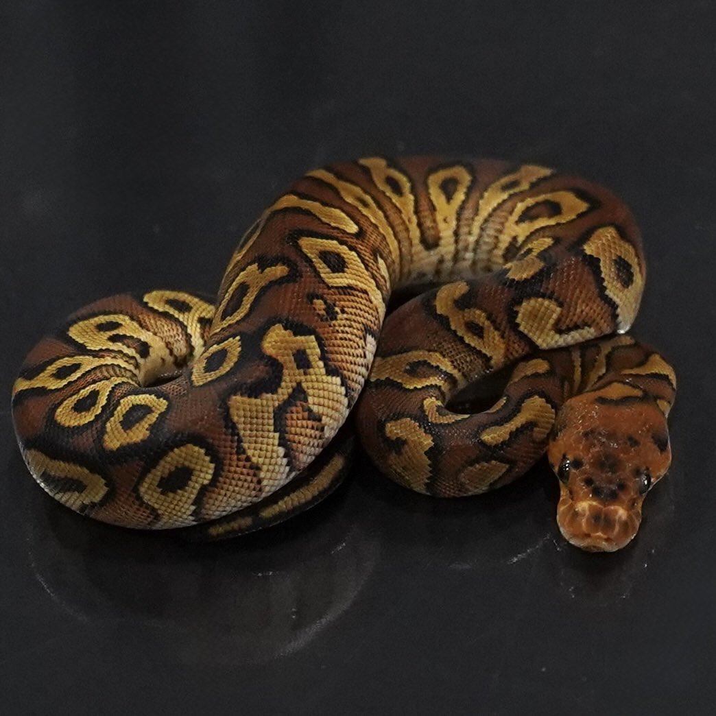 SideBCollection's tweet photo. [Ball Pythons as living art]

0.1 サイプレス OD YB クラウン

¥320,000/販売中

サイプレスの明るさをODYBの2モルフがしっかりと引き出してくれています。
この個体を起点にレースなどの優性を重ねることはもちろん、het取りにも活躍してくれます。

#ボールパイソン https://t.co/KDMwhdT5po