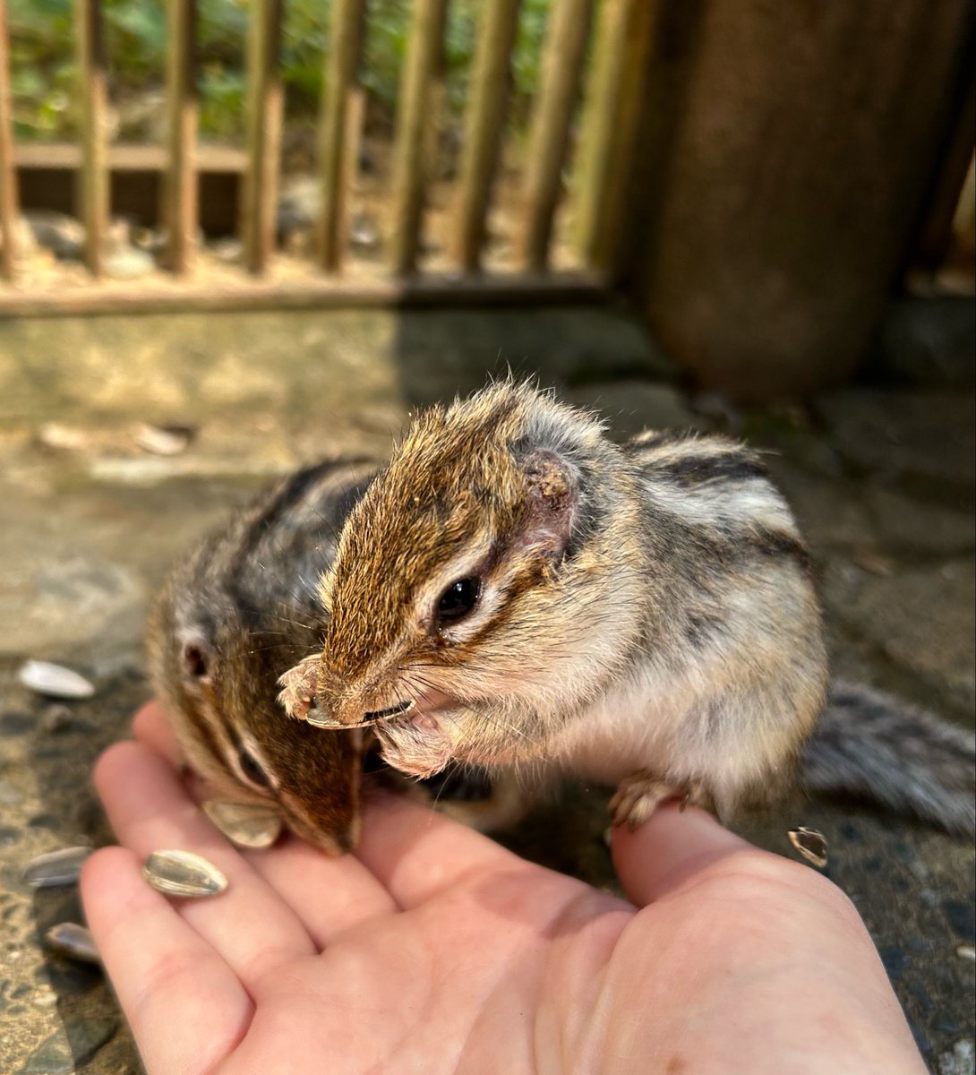 moti_huwa's tweet photo. 🐿️ https://t.co/bUKTUhXJev