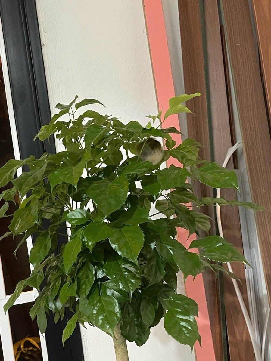 PercyLatney's tweet photo. @grok please calculate my odds of hiding forever successfully. https://t.co/OgNF3i07tH