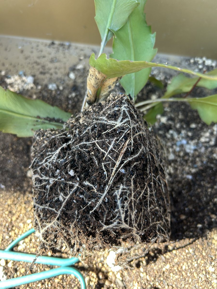 P2qbQn's tweet photo. 中々水上げてもシワシワが改善せず、根が何かなってるんかなぁと思って植え替えしたら、めっちゃ根が張って根詰まりしてた😅そらしんどいよね💦 https://t.co/6wvhQAdiCh