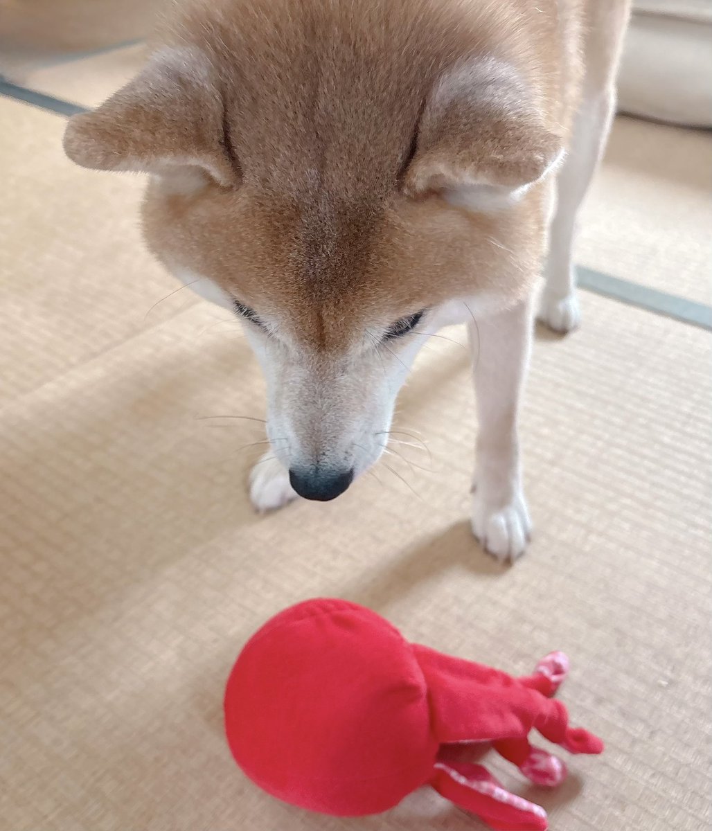 shiba_inu_mugi's tweet photo. 新入りオモチャをチェックする柴
#柴犬 https://t.co/TNxQbM4EGE