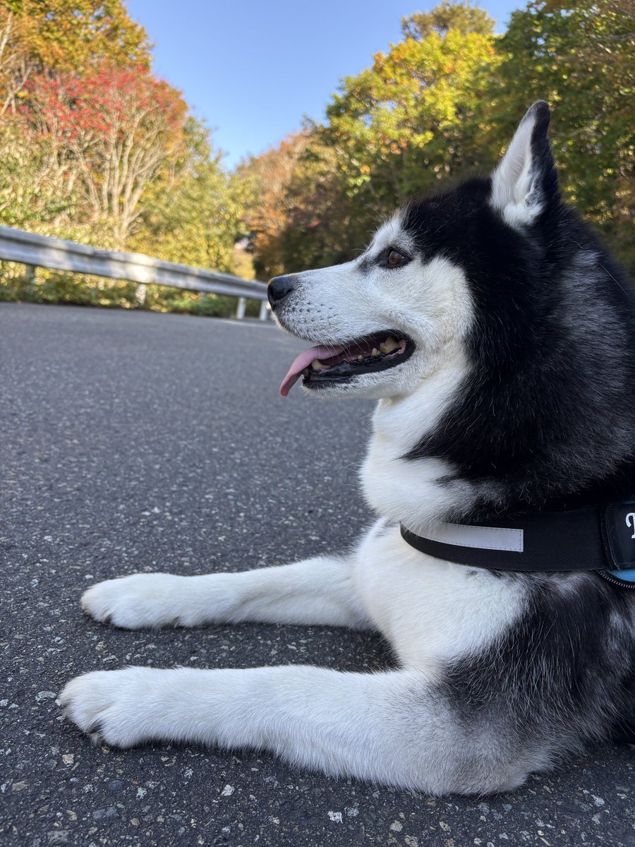 GoingMyWay2003's tweet photo. Teddy たった今 5.44 kmの NikePlus walking を1h 39m で終了しました。

紅葉を楽しんだ、凜々しい犬🐶

#シベリアンハスキー 
#SiberianHusky https://t.co/Y4eoWoR27w
