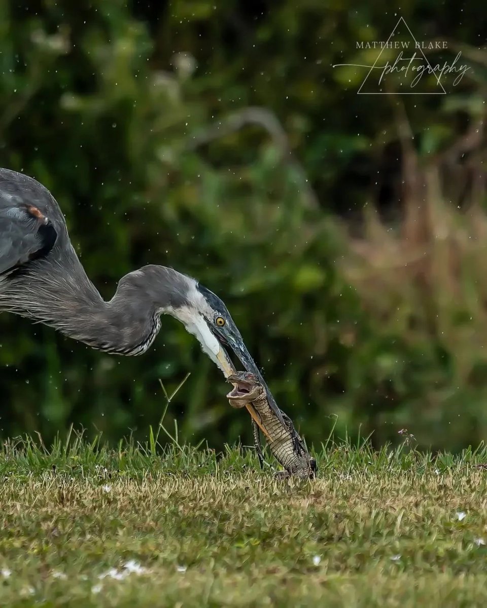 EvolveWildlife's tweet photo. Avian Assault. A Great Blue Heron secures a powerful reptile in a moment of decisive predation.

📷 Mathew Blake https://t.co/G1hrhCW8sn