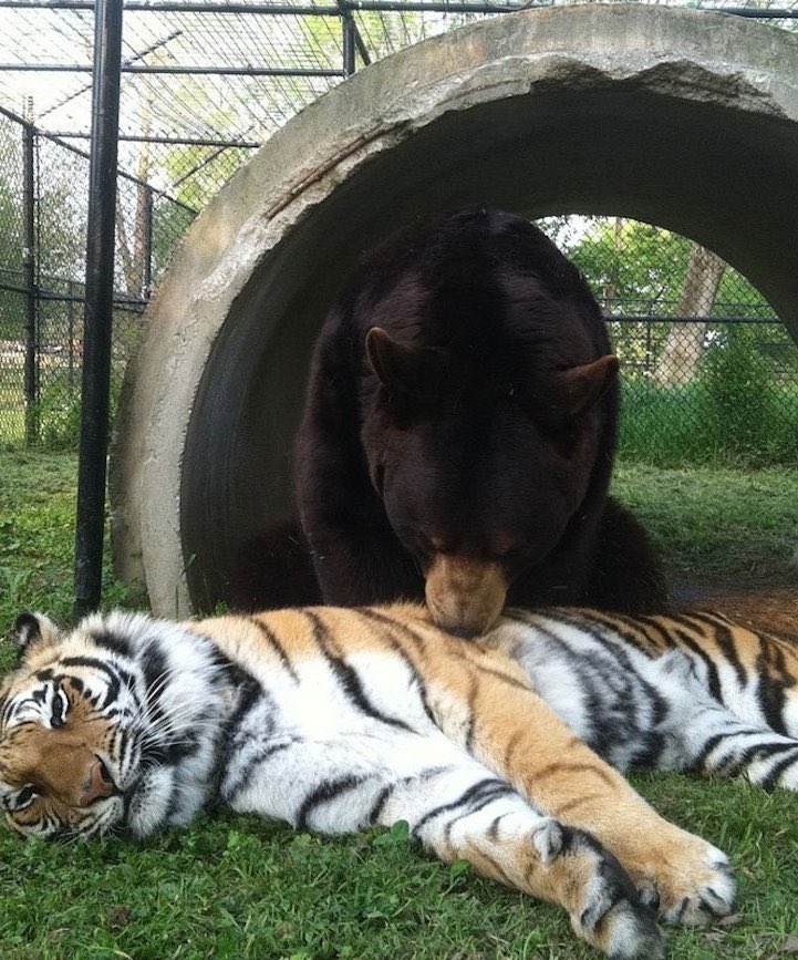 Beebothetiger's tweet photo. me and my bear ❤️ https://t.co/4xO0lFaYFZ