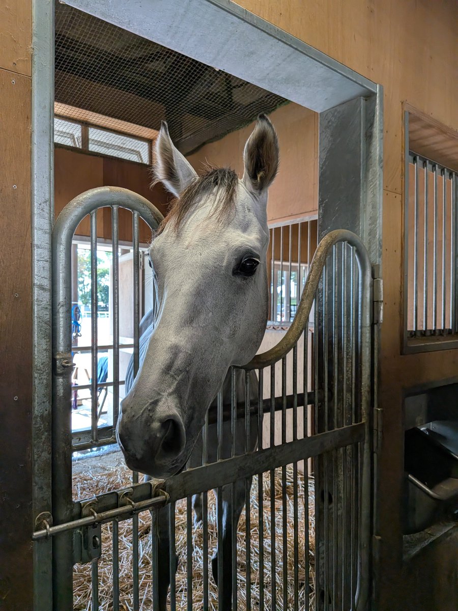sakabasakaba's tweet photo. 馬とのふれあいイベント🐴

オメガキャプテンのつぶらな瞳と仔馬の癒し☺️

#東���競馬場 https://t.co/5p7i4rETra