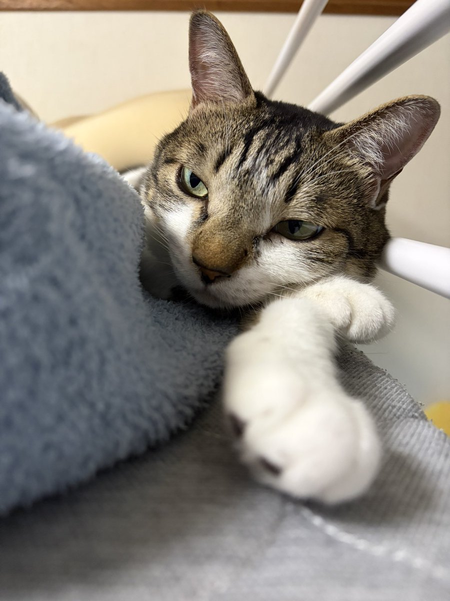 ruco_1021's tweet photo. このメロ猫が。 https://t.co/amtL4aBl1X