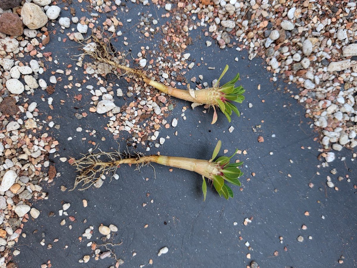 logcactus tweet picture