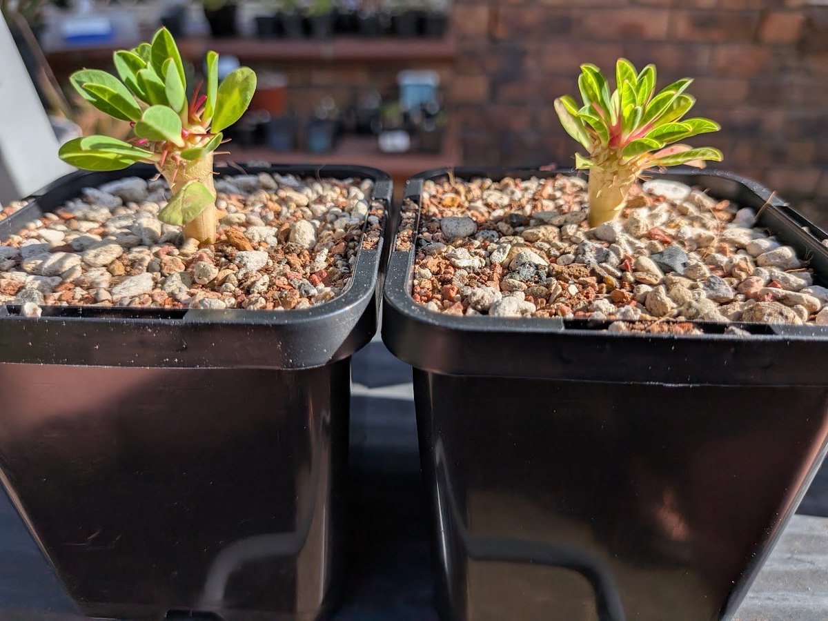 logcactus tweet picture