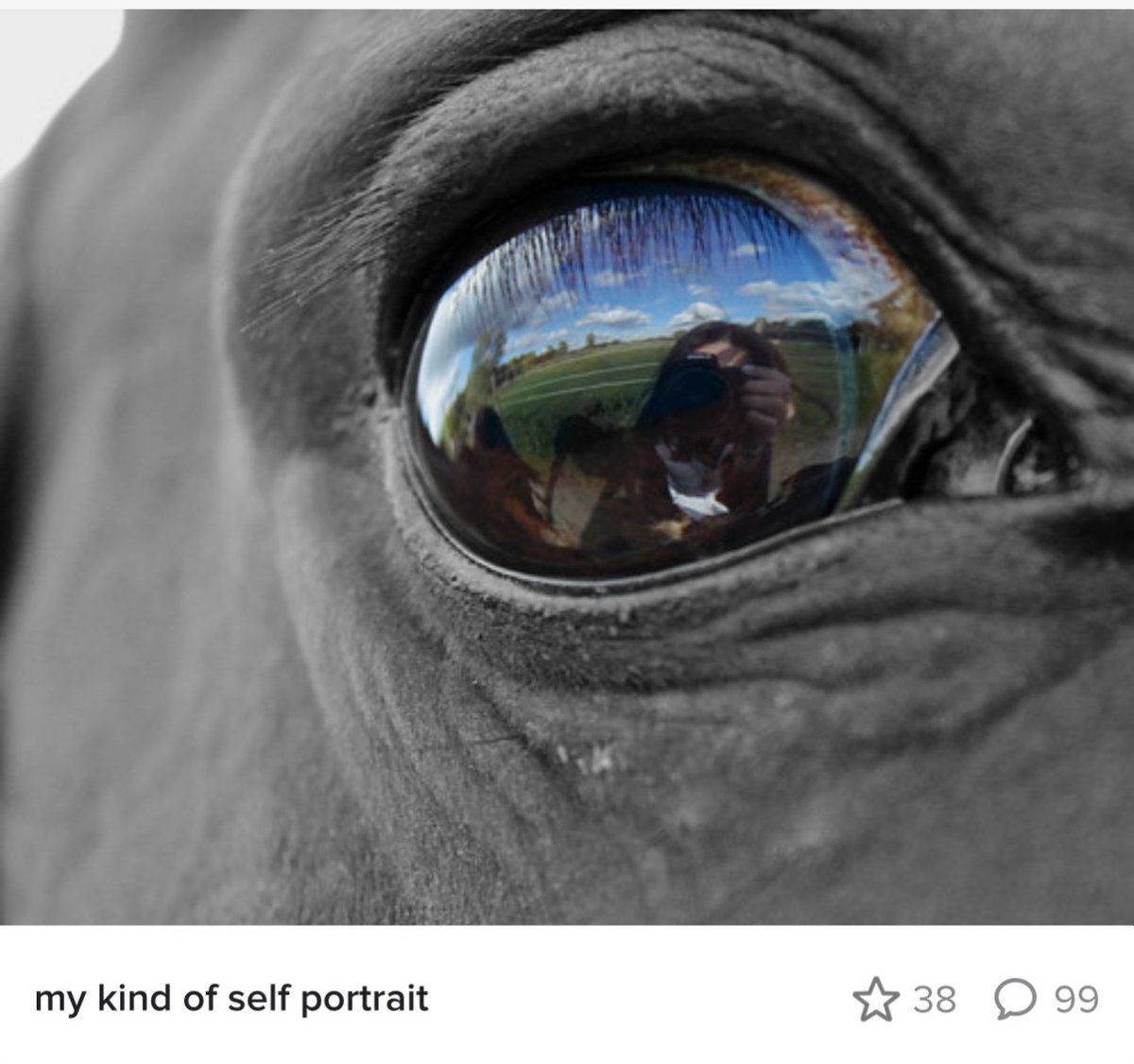 skcurry's tweet photo. One of the most brilliant photographs I have ever seen!!

Zoom in to see the “self portrait” in the horses eye.

Stunning! https://t.co/cqcvmtpts5