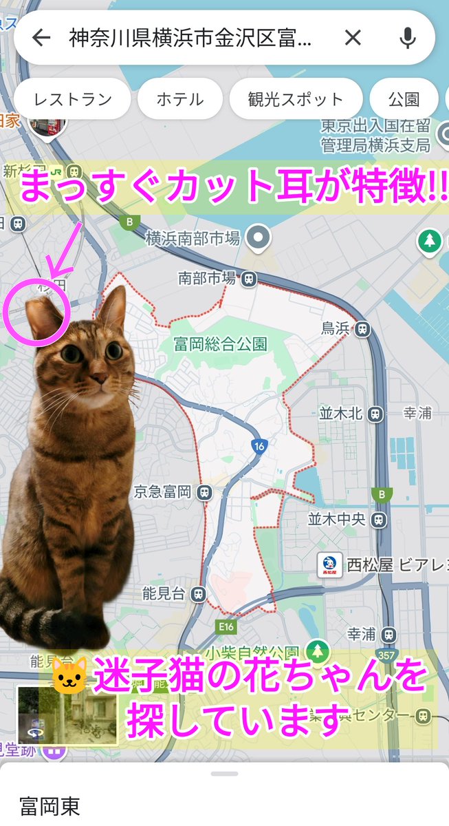 iowancows_pets's tweet photo. 🐱花ちゃん

'24年 4/11 神奈川県横浜市金沢区富岡東より迷子に

麦わら猫(茶系キジトラ)さん
4歳
まっすぐカットの耳と長くてしましまでグレーのしっぽが特徴的です

目撃した･保護されている等どんな些細なことでも
👇飼い主様まで連絡お願いします🙏

#猫好きさんと繋がりたい
#迷子猫
#迷い猫 https://t.co/yucv9Nrnnb
