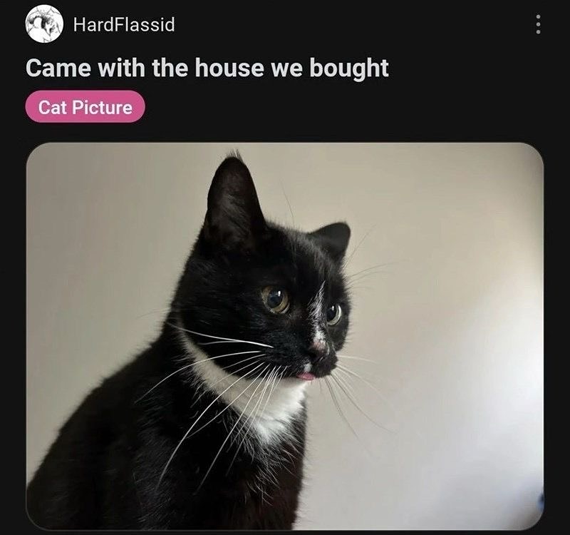 PunchingCat's tweet photo. https://t.co/YBuGJDNVxt