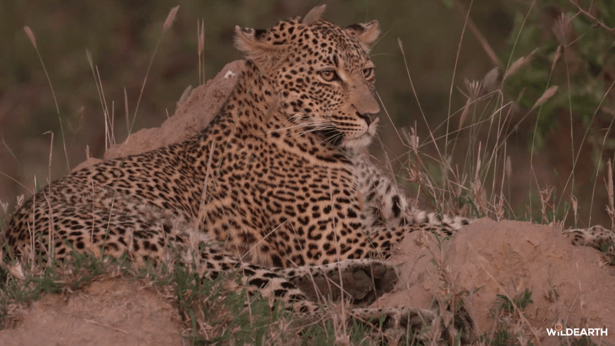 WildEarth's tweet photo. Happy Caturday! Join us as we bumble through the bush and see what it has in store for us today! #wildearth https://t.co/QIdLWW11n5