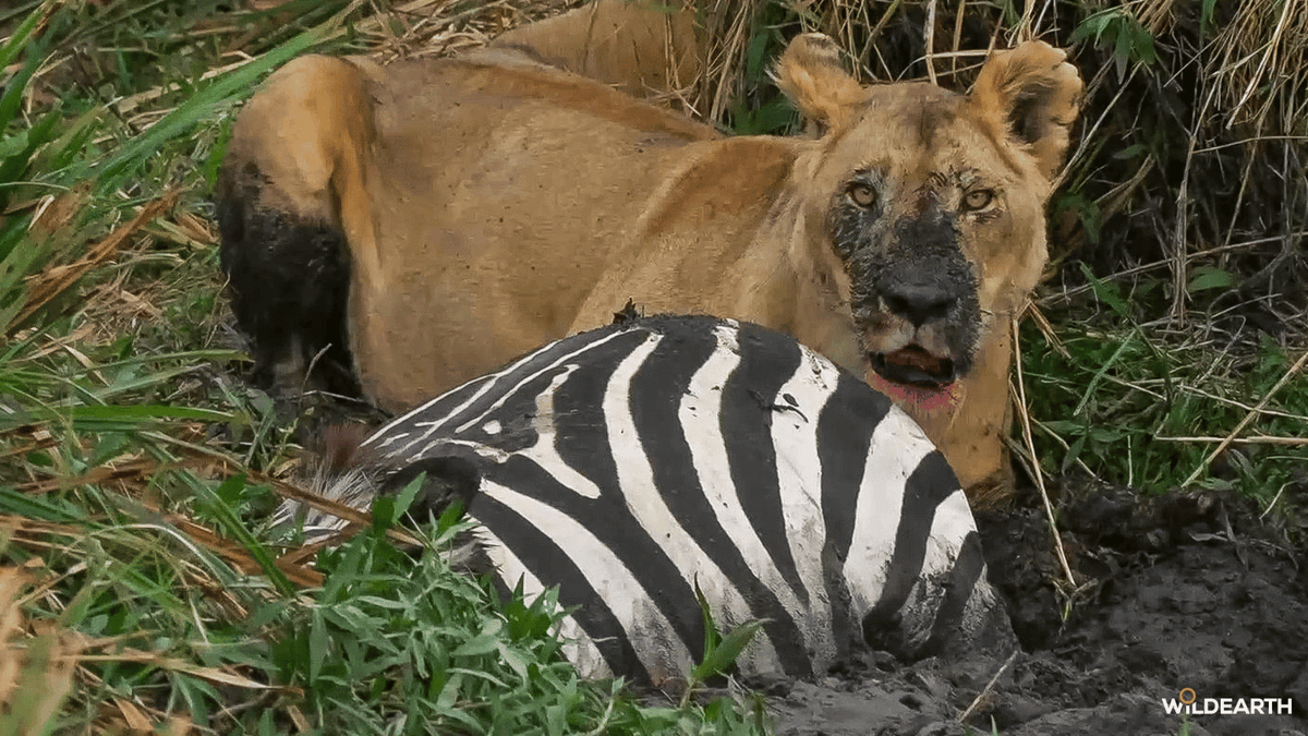 WildEarth's tweet photo. Happy Caturday! Join us as we bumble through the bush and see what it has in store for us today! #wildearth https://t.co/QIdLWW11n5