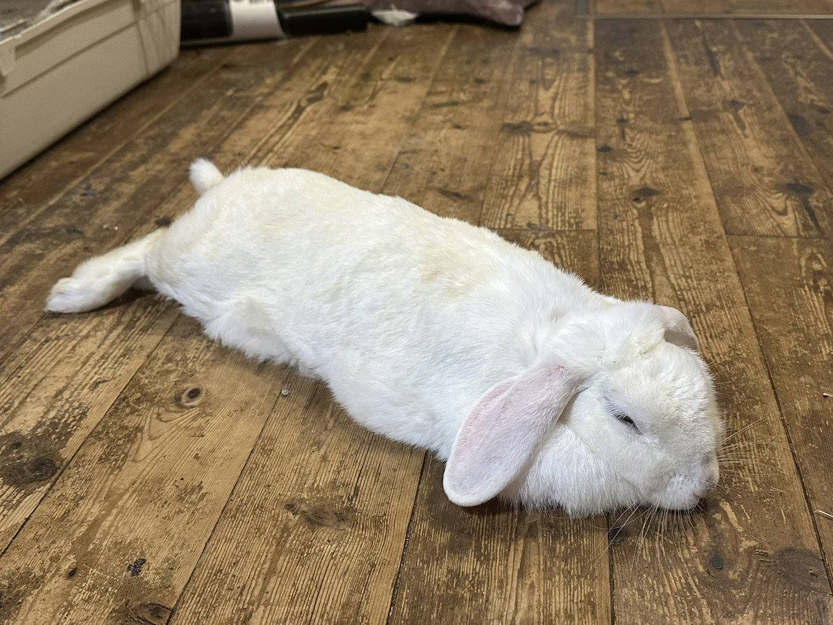 wombat_147's tweet photo. 枯れ草いらないから持ってこないで🐰 https://t.co/9oL4nnGQTU