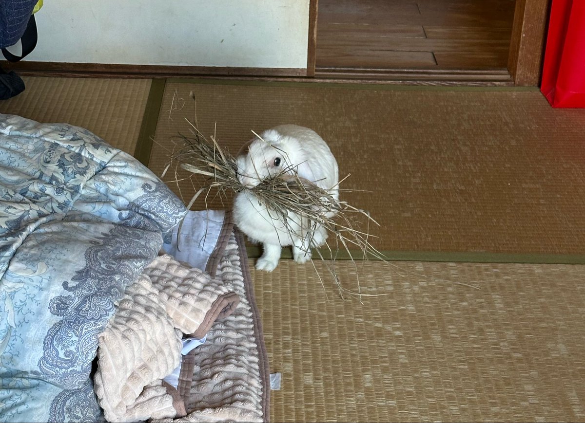 wombat_147's tweet photo. 枯れ草いらないから持ってこないで🐰 https://t.co/9oL4nnGQTU