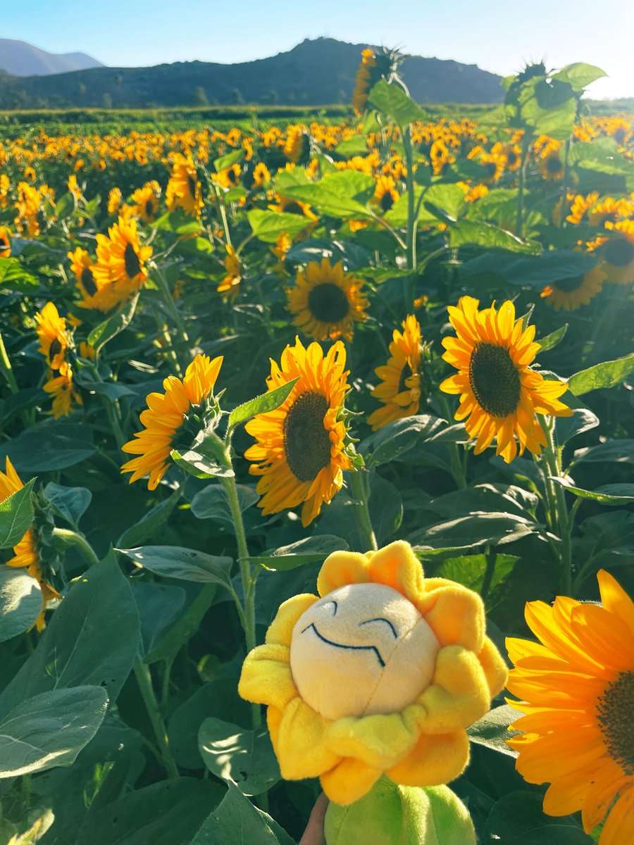 Ruffsketch__'s tweet photo. Went to see the sunflowers https://t.co/f64m0S3lSb