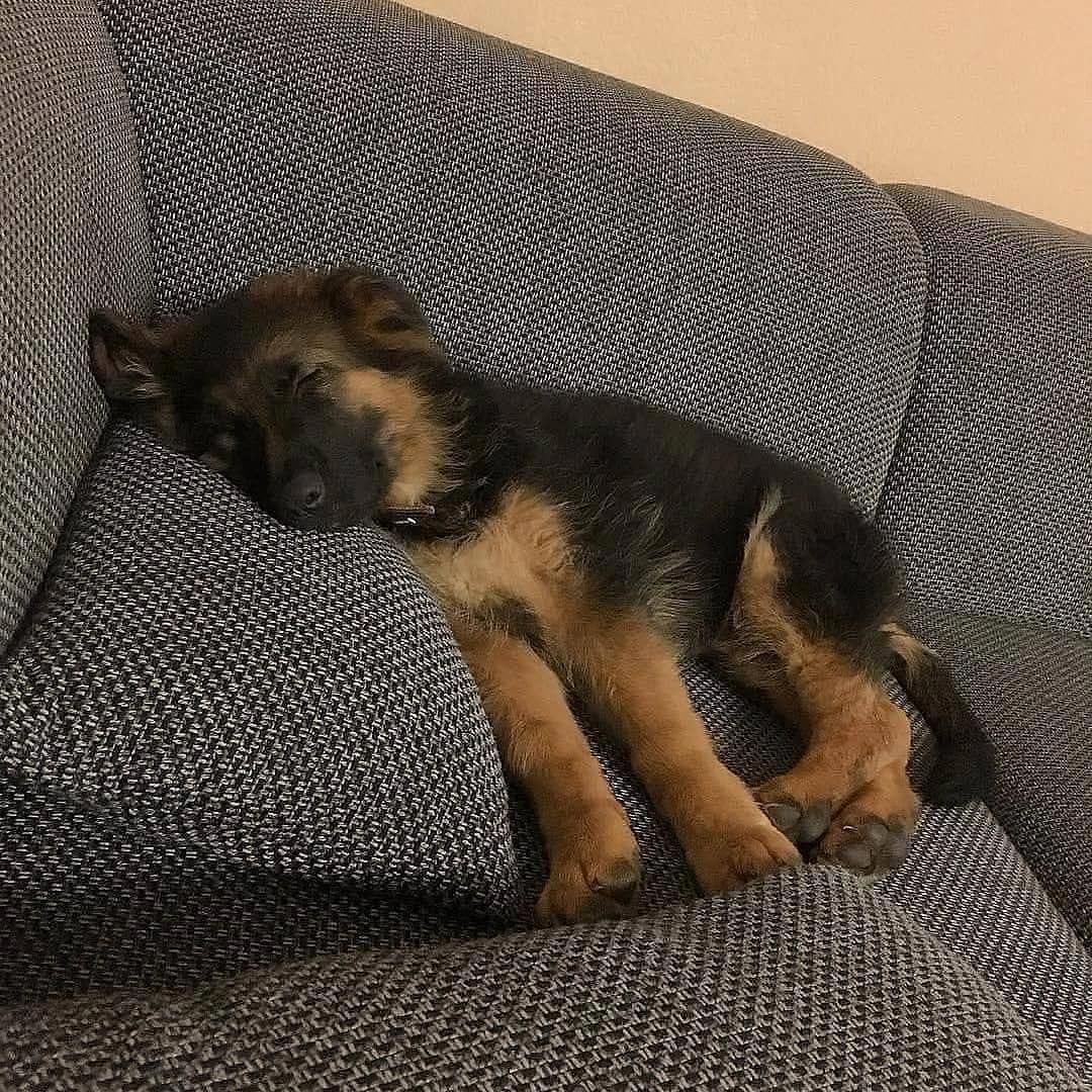 tomtpaliv's tweet photo. puppys so sleepy:( https://t.co/D8ULB4ng6k