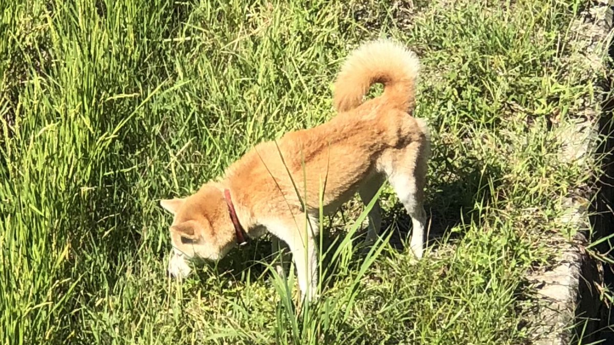 kihafourtyseven's tweet photo. 津島ノ宮駅の近く
津嶋神社の近くの田んぼで
赤い首輪の付いた犬を発見🐕
付近に飼い主はおらず
散歩ではないようです
飼い犬にしては痩せているような印象も
近所の飼い犬の放し飼いかもですが、
三豊市付近で迷い犬等心当たりのある方
2026/10/10 11:00 https://t.co/rLnL86f8rc