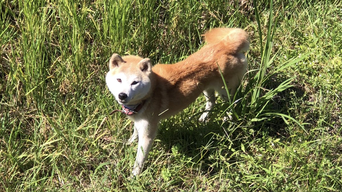kihafourtyseven's tweet photo. 津島ノ宮駅の近く
津嶋神社の近くの田んぼで
赤い首輪の付いた犬を発見🐕
付近に飼い主はおらず
散歩ではないようです
飼い犬にしては痩せているような印象も
近所の飼い犬の放し飼いかもですが、
三豊市付近で迷い犬等心当たりのある方
2026/10/10 11:00 https://t.co/rLnL86f8rc