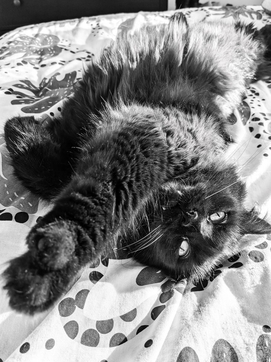 JacksonTheCat2's tweet photo. Good evening from Ottawa 🇨🇦! I was airing the floof for #JellyBellyFriday but then I realized it's also #CatsNoirFriday ! (The fangy teefs are another bonus!) As if all that wasn't enough, it's also a #LongWeekend ! Happy #Thanksgiving !#CatsOfTwitter  #blackcats #fridayvibes https://t.co/hEbzIq7ucV