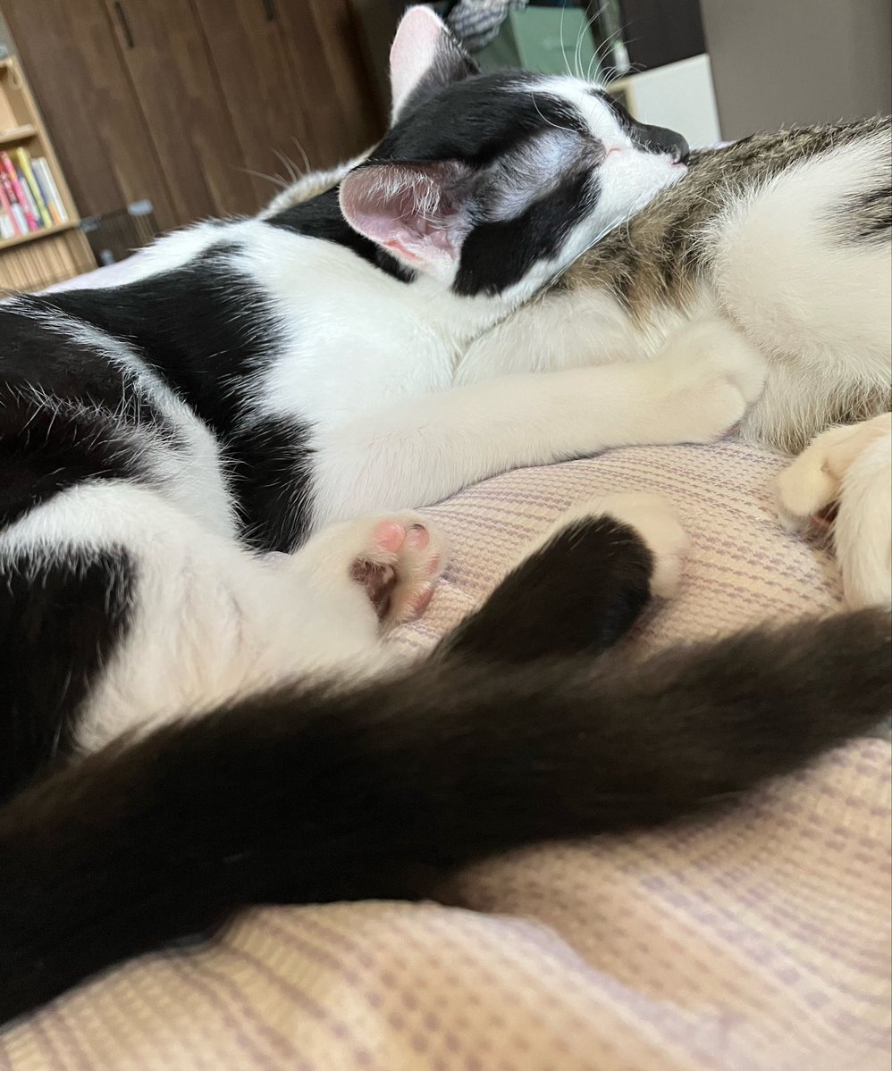 bamzu2's tweet photo. ねこでかくなる https://t.co/H0F1kE1QJO