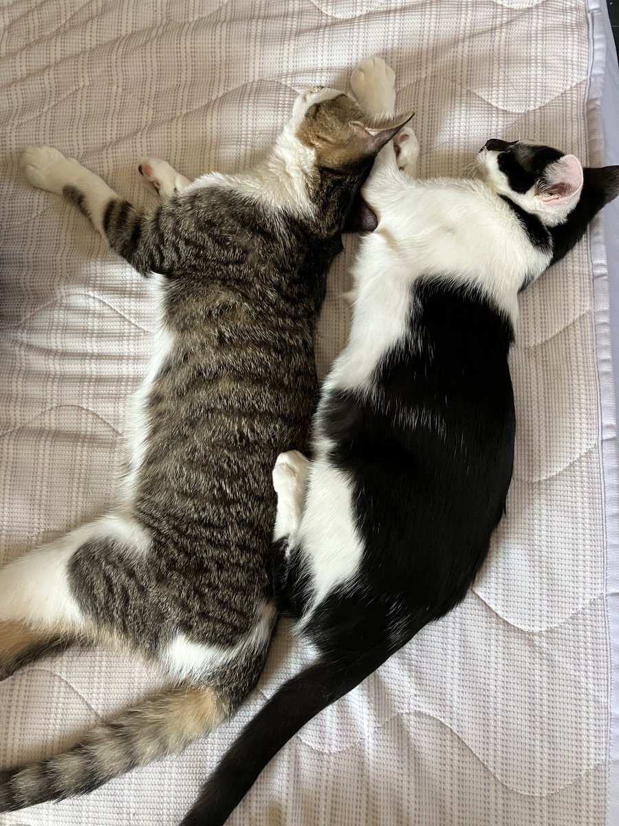 bamzu2's tweet photo. ねこでかくなる https://t.co/H0F1kE1QJO