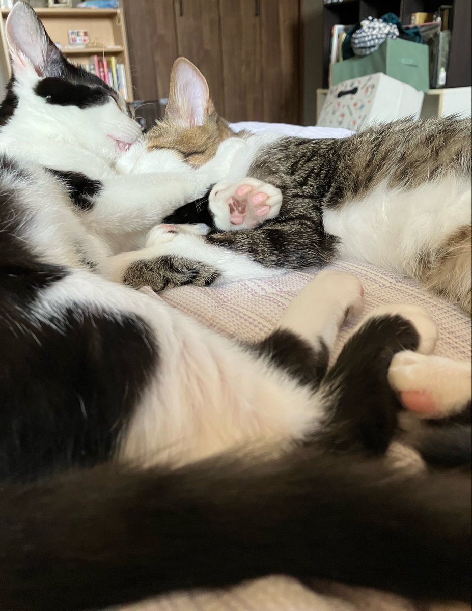 bamzu2's tweet photo. ねこでかくなる https://t.co/H0F1kE1QJO