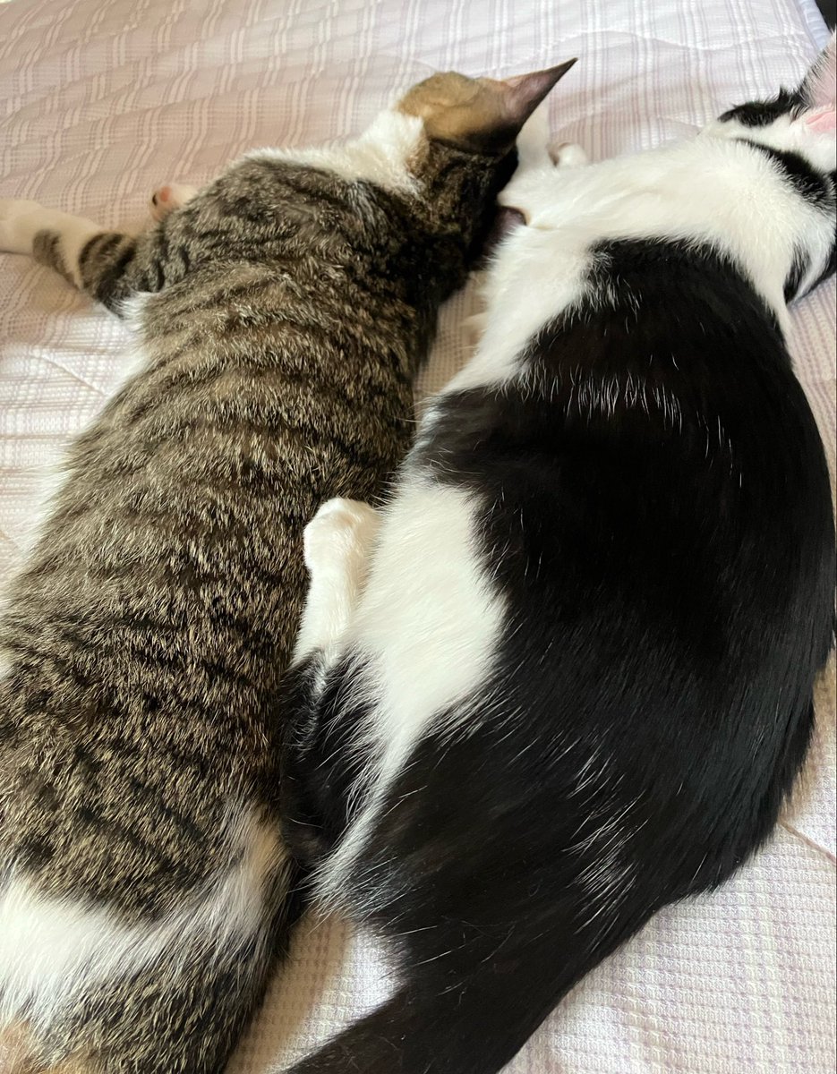 bamzu2's tweet photo. ねこでかくなる https://t.co/H0F1kE1QJO