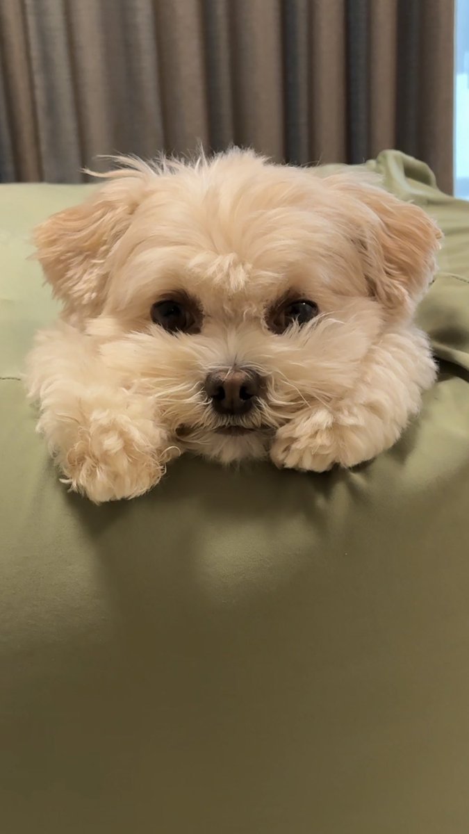 MONKEYWOOOOO's tweet photo. 『ウーの  おやすみのひ  にっき』
10がつ10にち(ぼ)
みんな  おしどとで
たいへんそーだなー。
うちも  おしどとおわるまで
まつのが  たいへん。 https://t.co/rxwk4CuZ7k