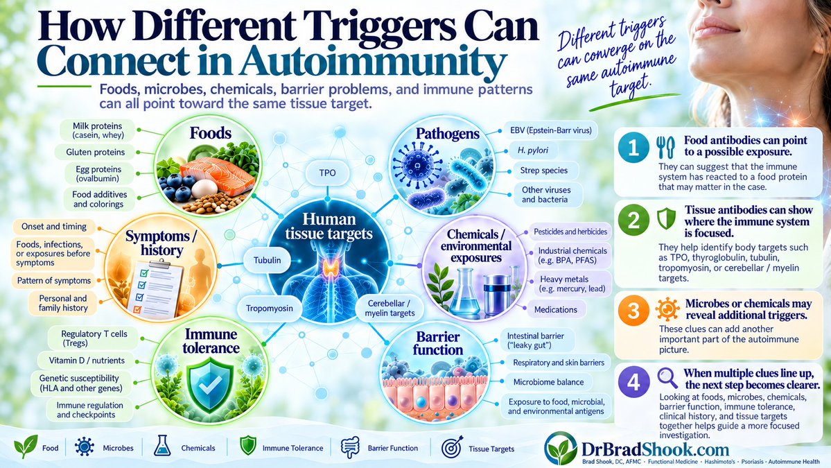 shookdc's tweet photo. If you have Hashimoto’s, what if your immune system is not reacting to just one trigger?

Foods. Microbes. Chemicals. Barrier problems. Loss of immune tolerance.

What combination of triggers and drivers is keeping your autoimmunity active?

Full guide:
https://t.co/wKE3yG0L9N https://t.co/hKVew7lc8u