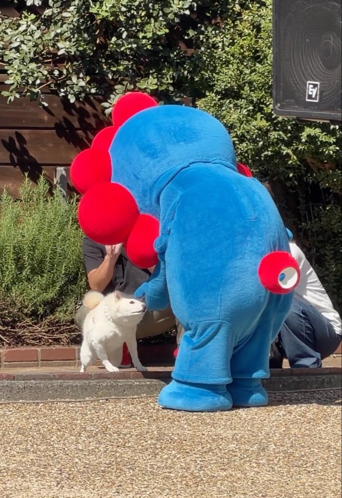 A person wearing a large blue mascot costume with red accents bending down to interact with a small white dog outdoors near some greenery and a speaker.
