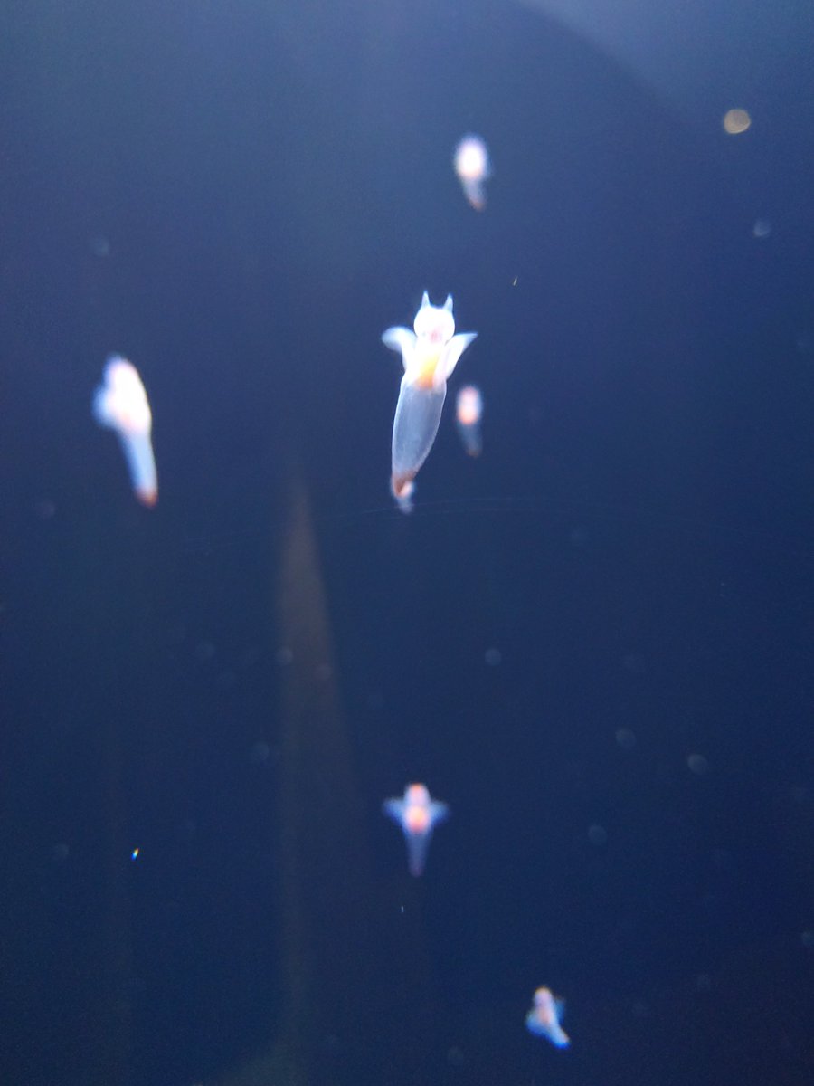 HHHATATE's tweet photo. アクアマリンふくしま来た https://t.co/X1DUv6nINT