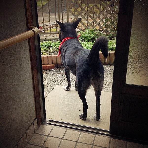 spprSupavecchi's tweet photo. 子犬の頃に近所の玄関にダンボール詰めにして置いていかれたのを引き取った時は、黒い！耳が垂れてる！ラブラドールかな？とか言ってた。みるみる耳が立ち、しっぽが立ち、『いぬ』に成長しました。
賢くてかわいい、とてもいい子だった。 https://t.co/ByDsTNN0Sr