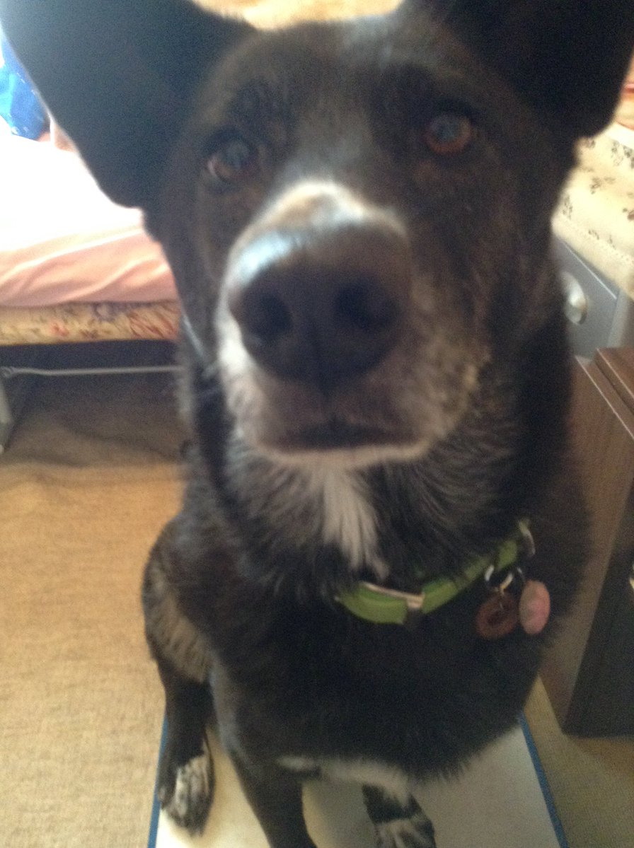spprSupavecchi's tweet photo. 子犬の頃に近所の玄関にダンボール詰めにして置いていかれたのを引き取った時は、黒い！耳が垂れてる！ラブラドールかな？とか言ってた。みるみる耳が立ち、しっぽが立ち、『いぬ』に成長しました。
賢くてかわいい、とてもいい子だった。 https://t.co/ByDsTNN0Sr