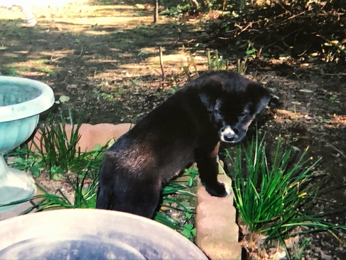 spprSupavecchi's tweet photo. 子犬の頃に近所の玄関にダンボール詰めにして置いていかれたのを引き取った時は、黒い！耳が垂れてる！ラブラドールかな？とか言ってた。みるみる耳が立ち、しっぽが立ち、『いぬ』に成長しました。
賢くてかわいい、とてもいい子だった。 https://t.co/ByDsTNN0Sr