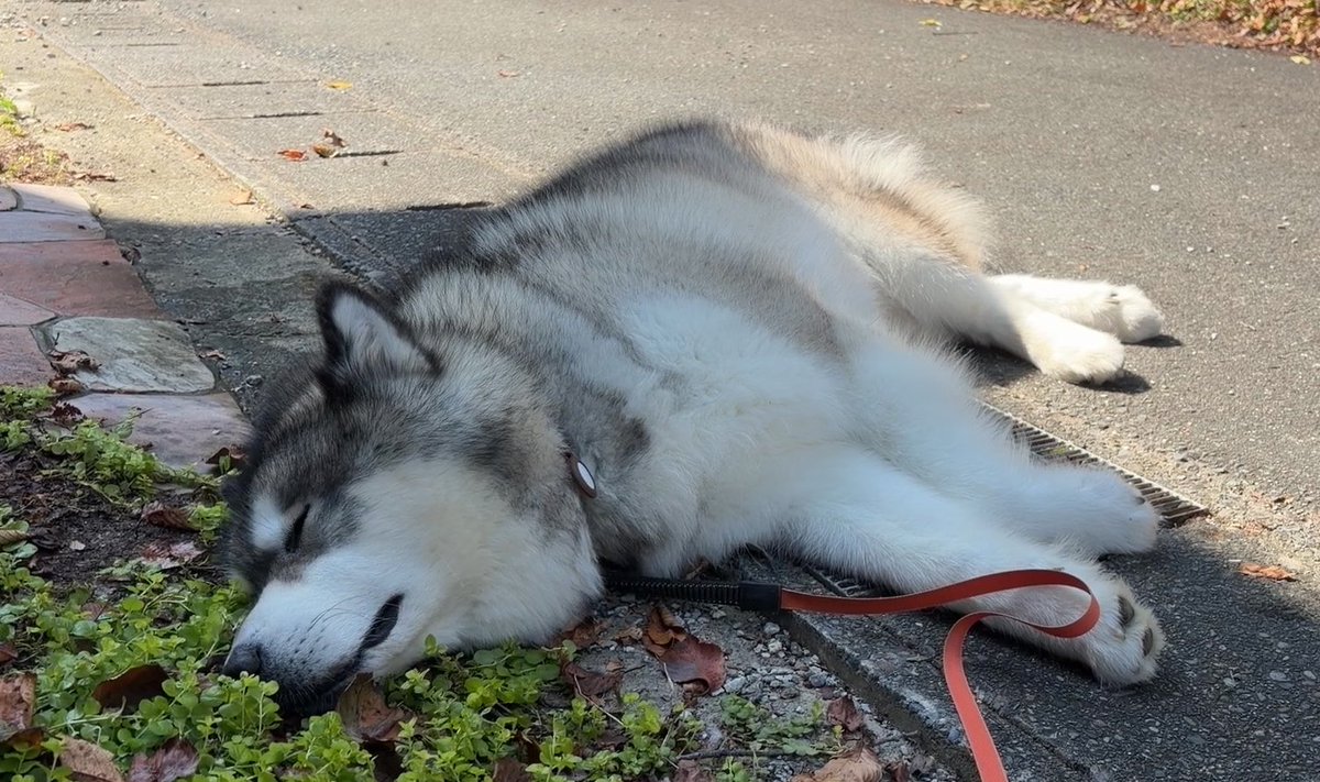 A Siberian Husky lies contentedly on its side on a concrete path, eyes closed in peaceful slumber, with a red leash draped across its paws, perfectly embodying the joy of napping outdoors on a crisp autumn day.