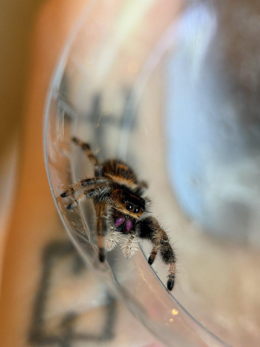 feralbugbitch's tweet photo. i havent named her yet but shes too pretty to not post https://t.co/1ebbOIFO1s