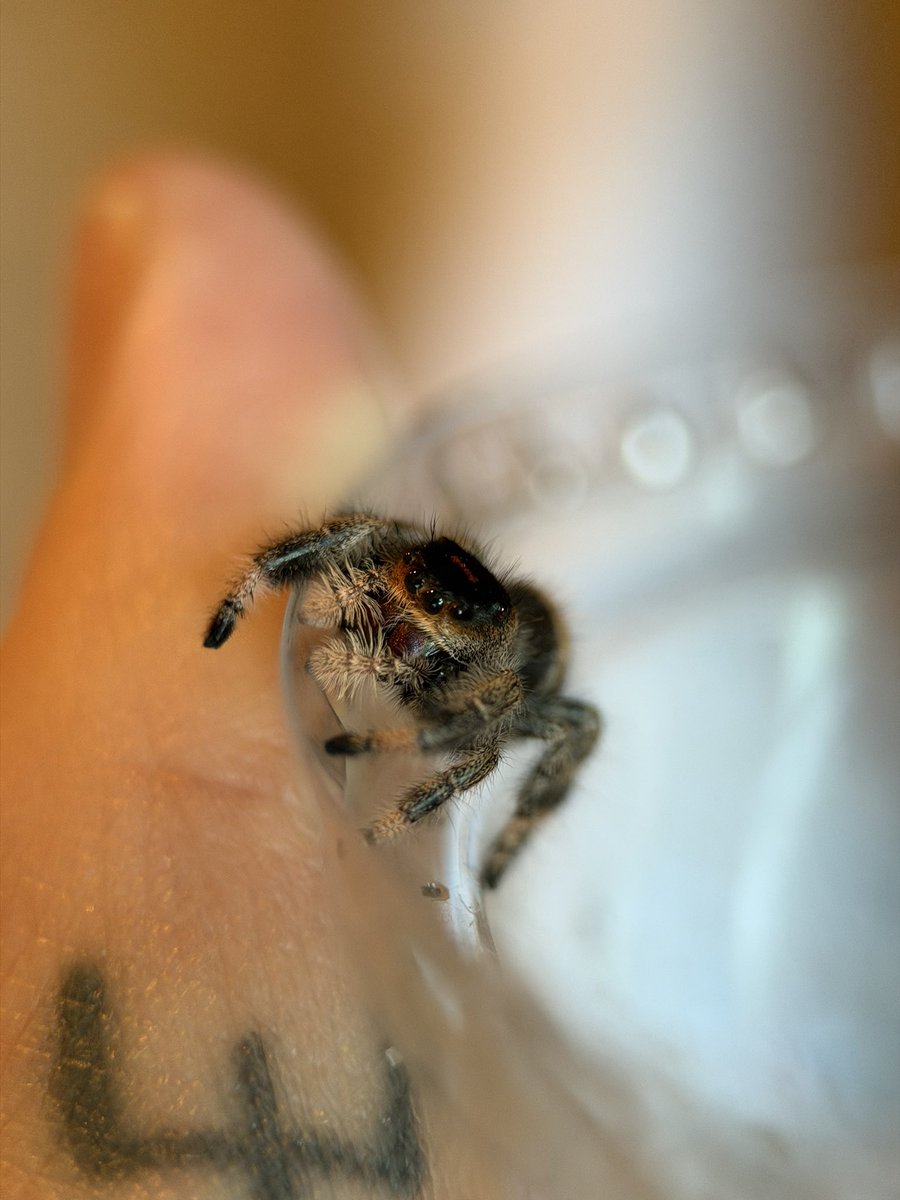 feralbugbitch's tweet photo. i havent named her yet but shes too pretty to not post https://t.co/1ebbOIFO1s