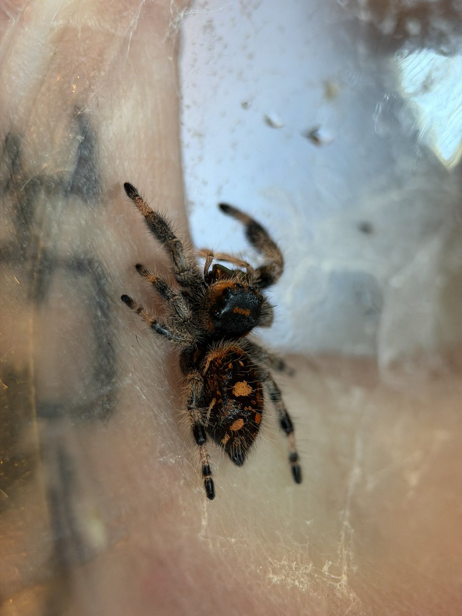 feralbugbitch's tweet photo. i havent named her yet but shes too pretty to not post https://t.co/1ebbOIFO1s