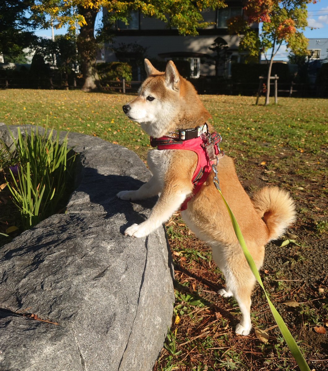 gBETQs4FK71tz68's tweet photo. 何かを発見した九👀
#柴犬 https://t.co/UVY5uOYvAP