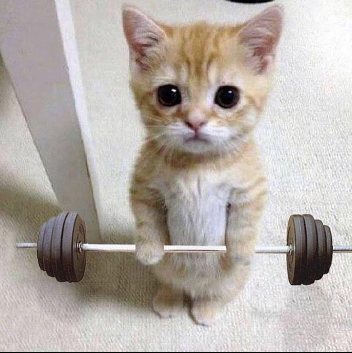 bearysillygrl's tweet photo. I really think I should look into getting a gym membership, especially with winter coming up, there’s no way I’ll be able to get my steps in when it’s cold and icy outside.. https://t.co/WtSz8qCC4J