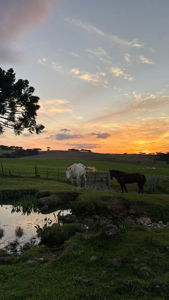 atraiotadinhos's tweet photo. ㅤ
ㅤㅤVim ver meu vô, e ele me levou pra tomar banho no rio e andar de cavalo. Estava com saudades disso! https://t.co/v6Qw7C9CXs