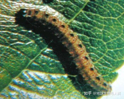 SugengY82695844's tweet photo. A tiny moth’s shell lets go as it spreads its new wings, in the dim, misty air where a faint emblem glows softly. https://t.co/jocea0iWyD