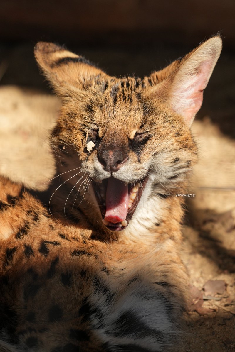 horon787111's tweet photo. カエデさんの表情いっぱい。
#サーバル　#福山市立動物園 https://t.co/UCCqIgTDx0