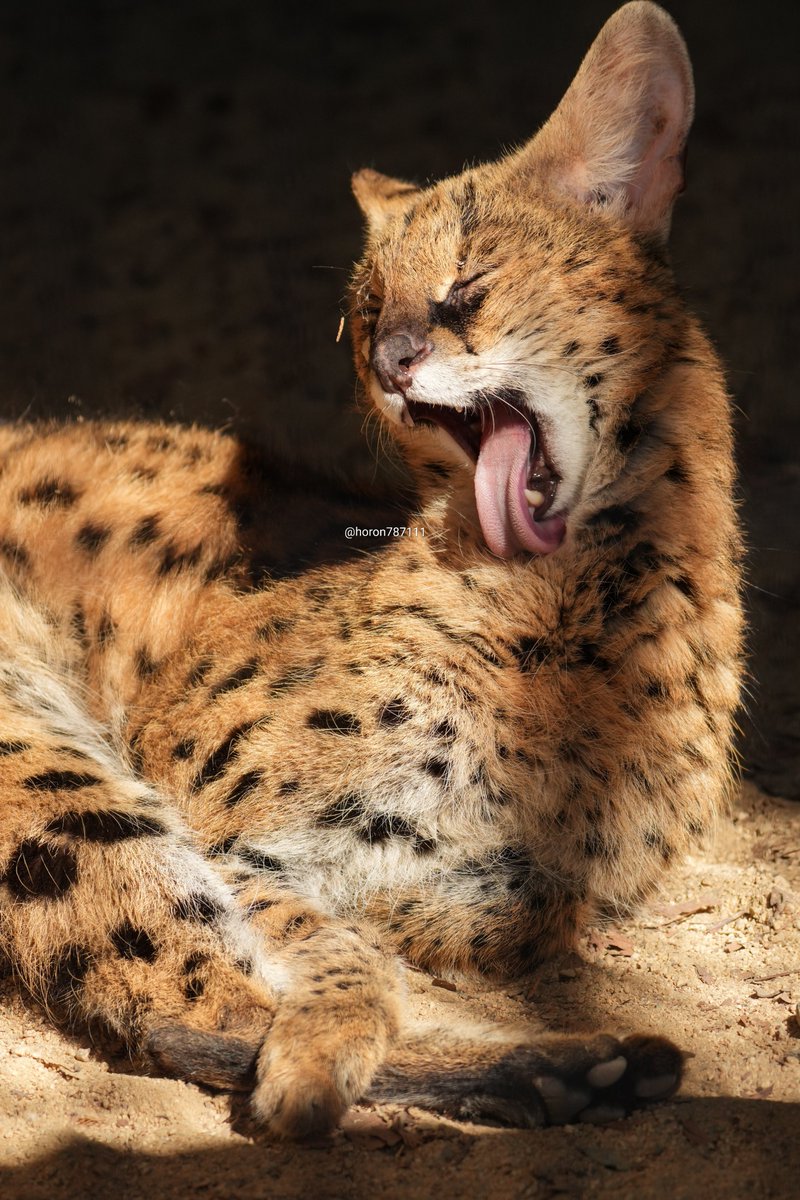 horon787111's tweet photo. カエデさんの表情いっぱい。
#サーバル　#福山市立動物園 https://t.co/UCCqIgTDx0