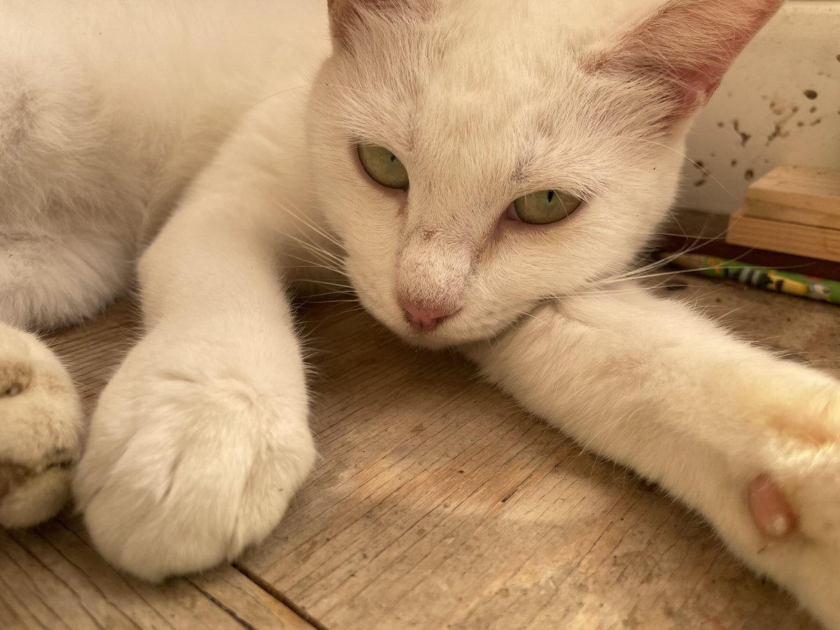 r25_12's tweet photo. 天気が良くて裏の乾燥機の影に隠れてお昼中でした🐈
てんちゃん(♀) https://t.co/n7tpPuGZwh