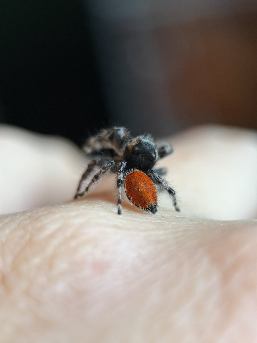 feralbugbitch's tweet photo. captain spaulding! he lost his pedipalps in his last molt :( https://t.co/opDOhBrlu9