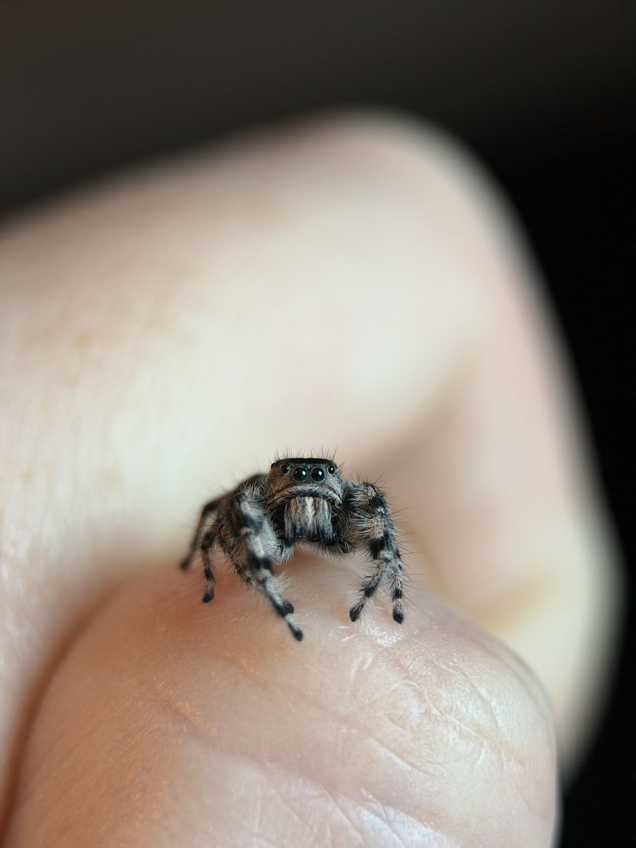 feralbugbitch's tweet photo. captain spaulding! he lost his pedipalps in his last molt :( https://t.co/opDOhBrlu9