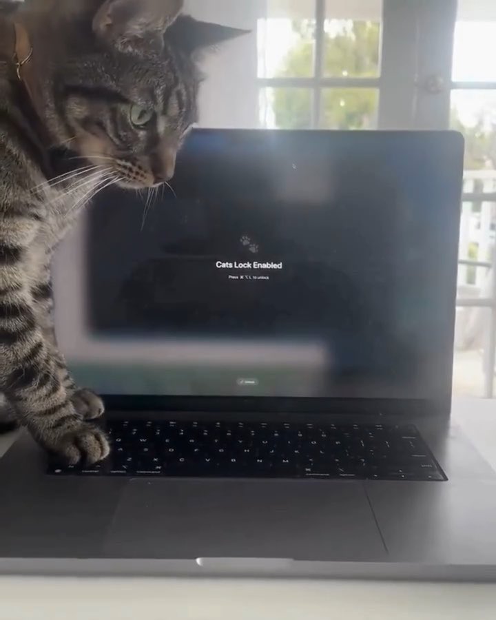 A tabby cat standing on the keyboard of an open laptop displaying a "Cats Lock Enabled" message, humorously prompting to press Ctrl, V to unlock.