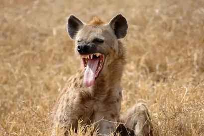 ReadWatch2's tweet photo. The hyena is portrayed as greedy and selfish in African stories. Some politicians are no different. They feed on public resources while citizens struggle with poverty, unemployment and failing public services. Their appetite grows as the people suffer. # Oparanya beats sifuna https://t.co/mlsmdtQJhi